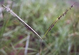 Image result for Sehima