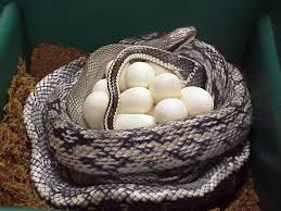 Differentiating snake eggs from bird eggs isn't too difficult since there are a number of key differences that anyone can identify. Why Do Some Snakes Lay Eggs While Others Give Live Birth Quora