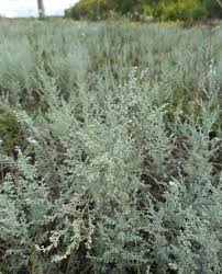 Image result for Eschenbachia stricta