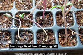 Image result for tomato seedling damping off