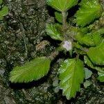 Image result for Melochia melissifolia