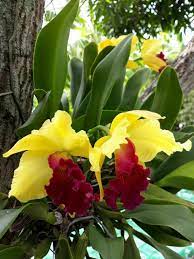 Pin By Thanh Binh On Ideias Para Artesanato Unusual Flowers Beautiful Flowers Garden Beautiful Orchids