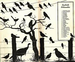 Birds Of Texas Field Guide Roadside Bird Silhouettes Bird Silhouette Field Guide Silhouette