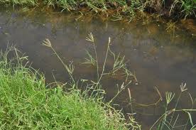 Image result for Chloris pilosa