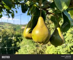 45 a good man brings good things out of the good stored up in his heart, and an evil man brings evil things out of the evil stored up in his heart. Closeup Pear Tree Image Photo Free Trial Bigstock