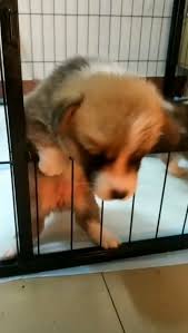 A Comprehensive Overview On Home Decoration In 2020 Cute Baby Animals Cute Funny Animals Cute Dogs