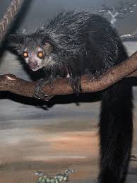 Animals You Ve Never Heard Of A Edition Scary Animals Weird Animals Animals