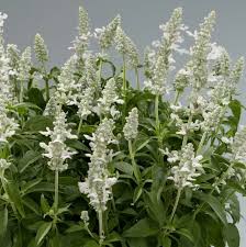Image result for Salvia farinacea