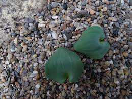 Image result for Eriospermum roseum