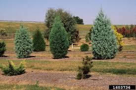 The trees are ground into chips or shredded. Backyard Gardener Arizona Cypress September 19 2018
