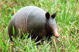 Edupic Mammal Images Mammals Images Armadillo Mammals