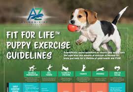 How Much Exercise Do Puppies Need Avidog University