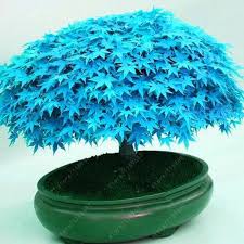 In questo video vedrete come creare un'aiuola pulita sotto l'acero giapponese con la pacciamatura minerale drenante pamidre. Semi E Bulbi Altro Semi E Bulbi Albero Bonsai Blu Maple Acero Giapponese Giardino E Arredamento Esterni 30 Pz Maple Tree Bonsa Povedatextil Com