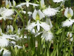 Image result for Habenaria papyracea