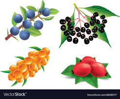 Group Of Sea Buckthorn Rose Hip Black Elderberry Blackthorn Download A Free Preview Or High Quality Adobe Illustrator Ai Elderberry Sea Buckthorn Rosehip