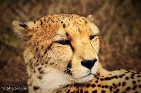 صور فهد أجمل صور حيوان النمر مع بعض المعلومات عنه Cat Care Cheetah Pictures Cats And Kittens