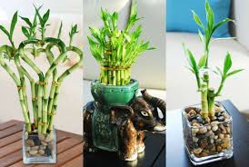 Kebocoran air, kerusakan bola lampu, dan unsur lain pada kamar mandi dipercaya berdampak buruk pada keseimbangan yin & yan pada rumah, sehingga harus segera diperbaiki. Letak Tanaman Bambu Air Menurut Feng Shui Dan Cara Merawatnya Artikel Pertanian Website Resmi Desa Mekarmulya