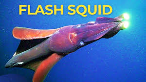 The Squid That Can Flashbang You