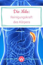 Milz Reinigungskraft Des Korpers Wunderweib Gesundheit Ganzheitliche Gesundheit Gesundheitstipps
