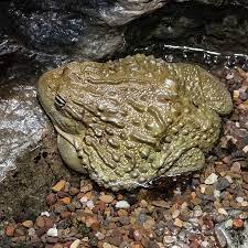 The oldest known frog has been 45 years old, which is an amazing lifespan for this species. African Bullfrog Facts You Ll Never Forget