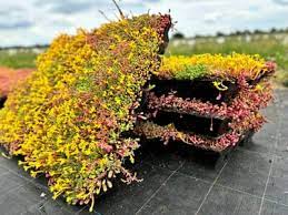 Shop Sedum Roof Modular System Online | Sky Garden