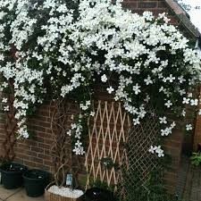 Grandiflora is a very large deciduous climber with single. Clematis Montana Grandiflora Clematis Montana Grandiflora Uploaded By Dilgarden