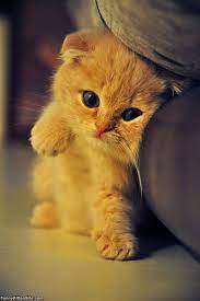 How Cute Who Would Not Want To Come Home To This Gatos Bonitos Animales Adorables Animales Bonitos