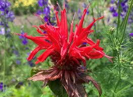 Image result for Monadenium herbaceum