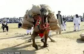 There are two types of camels: Outcry Over Pakistan Weight Lifting Contest For Camels That Forces The Animals To Lift Loads As Heavy As A Car Siasat Pk Forums