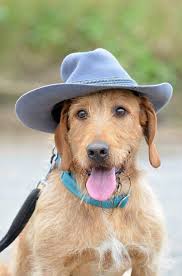 Image result for štýrský brakýř