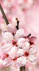 Flower wallpaper nature wallpaper wallpaper backgrounds beautiful flowers wallpapers cute wallpapers flower aesthetic pink aesthetic sakura cherry blossom cherry blossoms. Cherry Blossom Wallpaper Nawpic