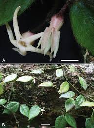 Image result for Orthanthera jasminiflora