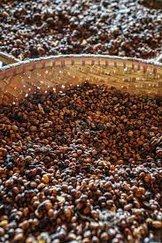 Kopi Luwak Aka Civet Coffee Aka Weasel Coffee Wild N Free Diary