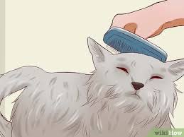 When olive oil shouldn't be used for your cat's constipation. 3 Ways To Cure A Cat Of Constipation Wikihow