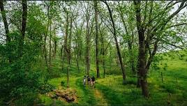 A Summer Tree-mendous Hike