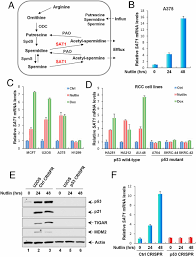 About press copyright contact us creators advertise developers terms privacy policy & safety how youtube works test new features press copyright contact us creators. Activation Of Sat1 Engages Polyamine Metabolism With P53 Mediated Ferroptotic Responses Pnas