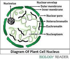 This organelle has two major functions. What Is Plant Cell Nucleus Meaning Structure Parts Functions Biology Reader