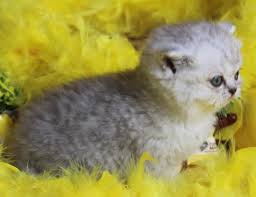 Merhaba Bizimle Tanistinizmi Biz Sizin Icin Dunyaya Geliyoruz Ozel Kedileriz Sen Hic Kedi Sevdin Mi Senin Hic Cats Animals Blogspot