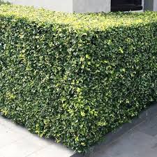 Image result for Murraya paniculata