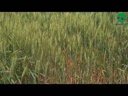 Maybe you would like to learn more about one of these? 7 Soiuri De Grau Ce Pot Fi Cultivate In Romania Youtube