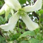 Growing and in bloom so far are. Clematis Hagelby White Viticella Group