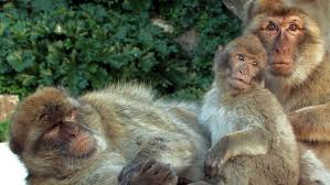 Der berberaffe, auch magot genannt, ist eine makakenart aus der familie der meerkatzenverwandten. Grossbritannien Gibraltar Und Das Vereinigte Konigreich Euroblick Br Fernsehen Fernsehen Br De