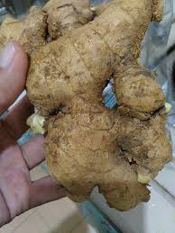 Aku berasal dari keluarga minang. Halia Bentong Halia Malaysia Terbaik Cerita Ita