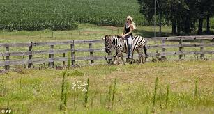 Today I Learned Why People Don't Ride Zebras — ***