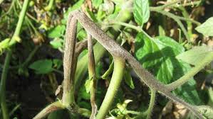 Image result for tomato seedling early blight