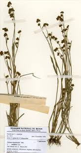 Image result for Fuirena leptostachya