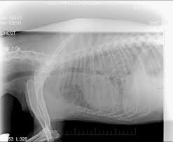 It is important to be aware that metastatic cancer can spread to any area of a dog's body, but it is more common for it to spread to either the lungs or the bones. A Case Of Primary Papillary Disseminated Adenocarcinoma Of Canine Lung Springerlink