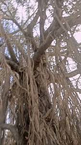 Hagi hegi tu mari dolan ..#sambalpurisong #tending , #explorepage #dolan  #share #story #..#@sambalpuri._.power #@all_sambalpuri_grup_2  #@sambalpuri___top__model #@all.sambalpuri_group ...