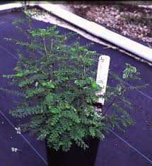 Image result for Phyllanthus tenellus