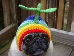 Rainbow Propeller Dog Hat Made To Order Dog Hat Silly Hats Pugs